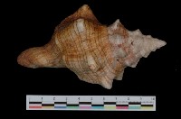 藏品(角赤旋螺)的圖片